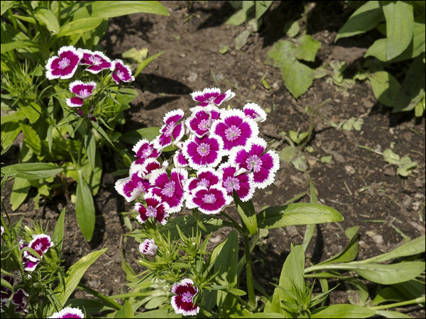 Dianthus Diabunda Purple Picotte